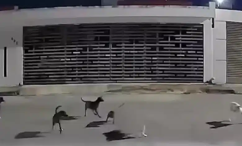 jaurías en mérida comités vecinales se coordinan para capturar y atender perros