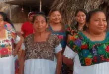 la vergüenza de ser milpero amenaza la transmisión de conocimientos mayas