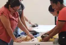 mérida ofrecerá 2 mil 500 esterilizaciones gratuitas para mascotas