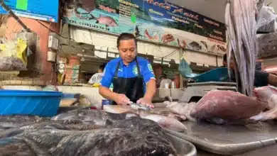 pulpo podría subir hasta 40 en yucatán durante noviembre