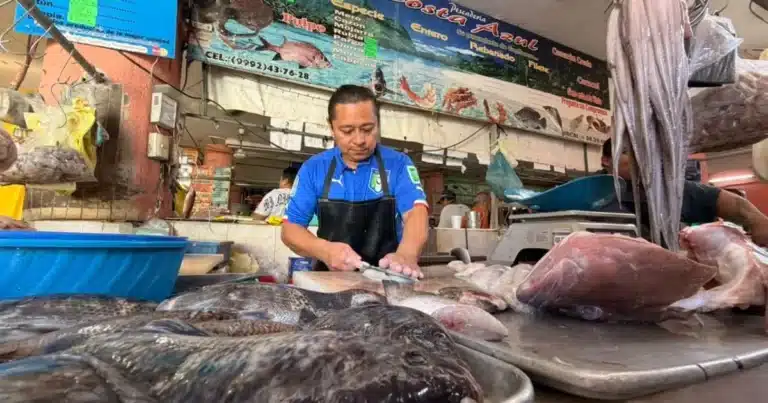 pulpo podría subir hasta 40 en yucatán durante noviembre