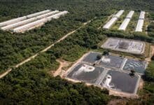 yucatán mantiene suspendidos los permisos para nuevas granjas porcícolas