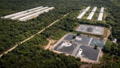 yucatán mantiene suspendidos los permisos para nuevas granjas porcícolas