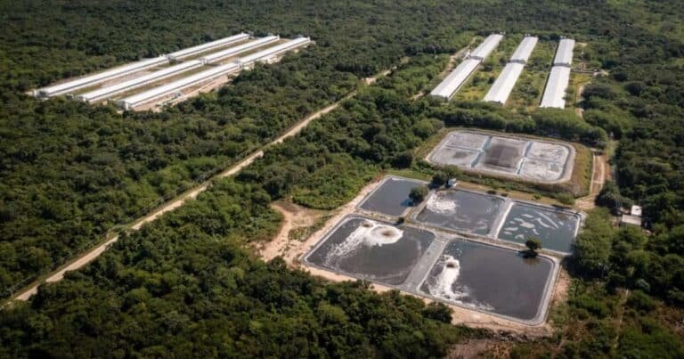 yucatán mantiene suspendidos los permisos para nuevas granjas porcícolas