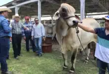 yucatán será sede del congreso mundial brahman con representantes de 35 países
