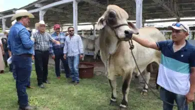 yucatán será sede del congreso mundial brahman con representantes de 35 países