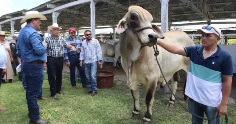 yucatán será sede del congreso mundial brahman con representantes de 35 países