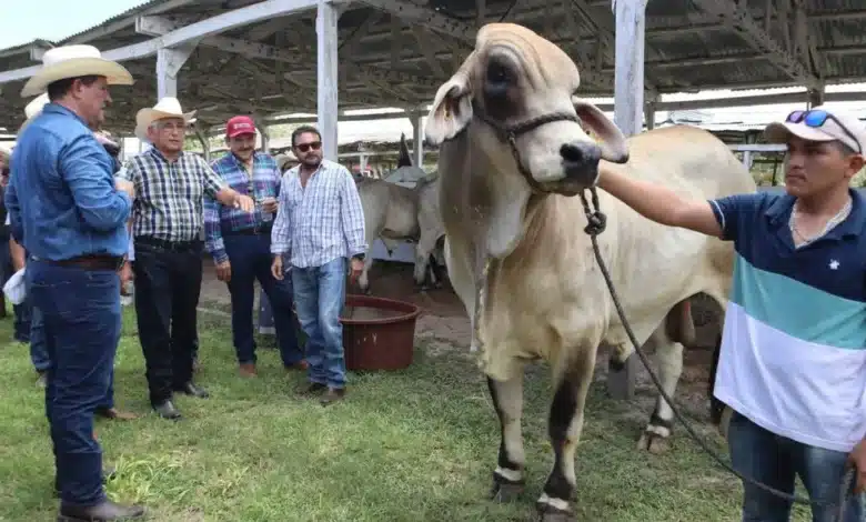 yucatán será sede del congreso mundial brahman con representantes de 35 países